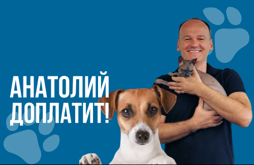 🔥Анатолий доплатит! Кастрация, стерилизация от 60р, вакцинация, обрезка когтей, чистка зубов от 8р в "ВеТеТа клиник"